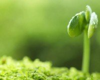 立春必吃的9种食物是什么？